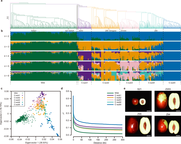 Fig. 1: The population structure of 1059 jujube accessions and the selection of four representative jujube accessions used for de novo genome assembly.
