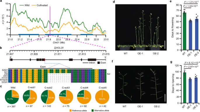 Fig. 3: The domestication gene ZjAGL28 is responsible for early flowering and ripening.
