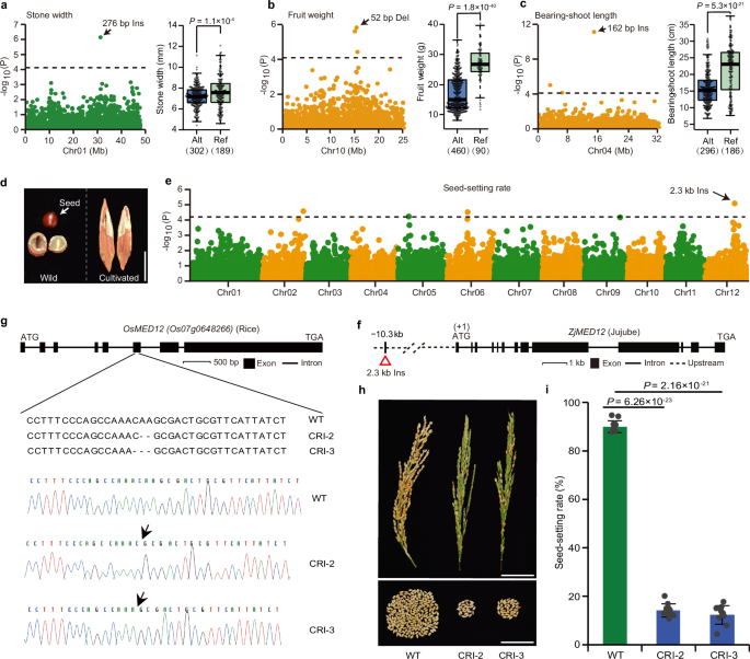 Fig. 4: SV-based GWAS was employed to identify candidate gene ZjMED12 for the seed-setting rate.
