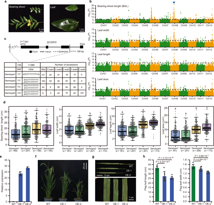 Fig. 5: GWAS for four domestication traits and identification of the candidate gene ZjCDKI5.