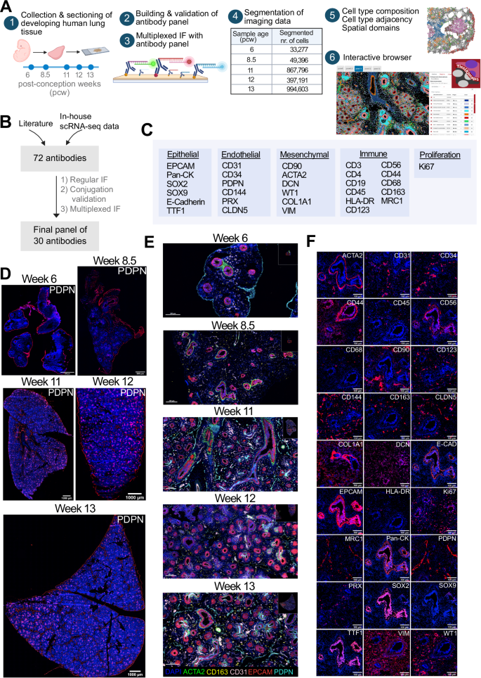 Fig. 1: Multiplexed imaging and spatial characterization of developing human lung tissue.