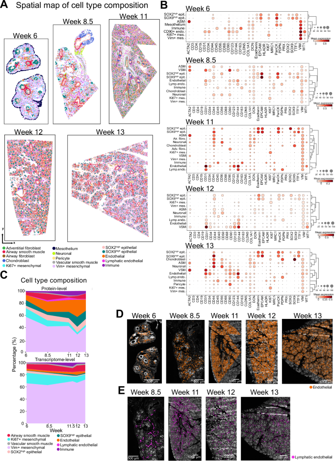 Fig. 2: Characterization of main cell types in developing human lung tissue.