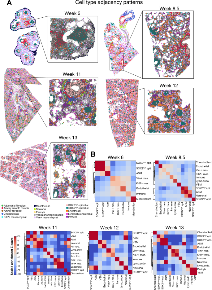 Fig. 3: Cell type adjacency patterns in the developing human lung tissue.