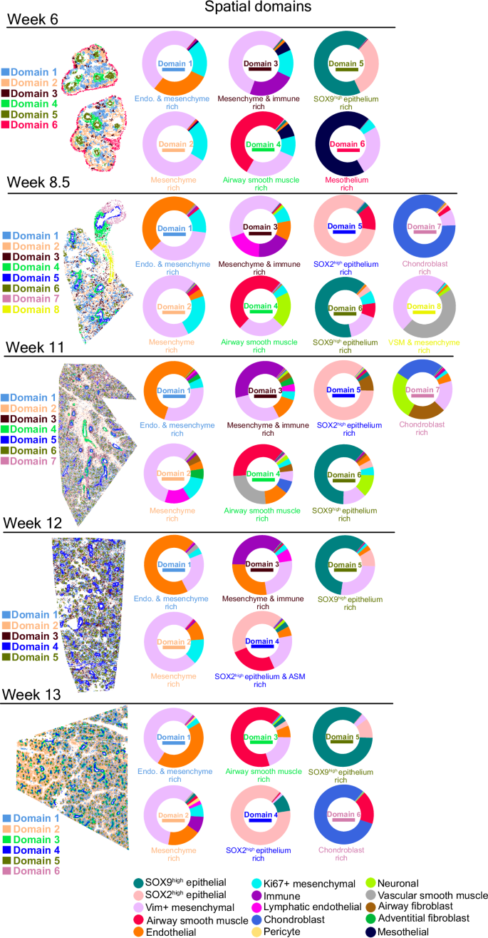Fig. 4: Unsupervised identification of topographical structures in human developing lung tissue.