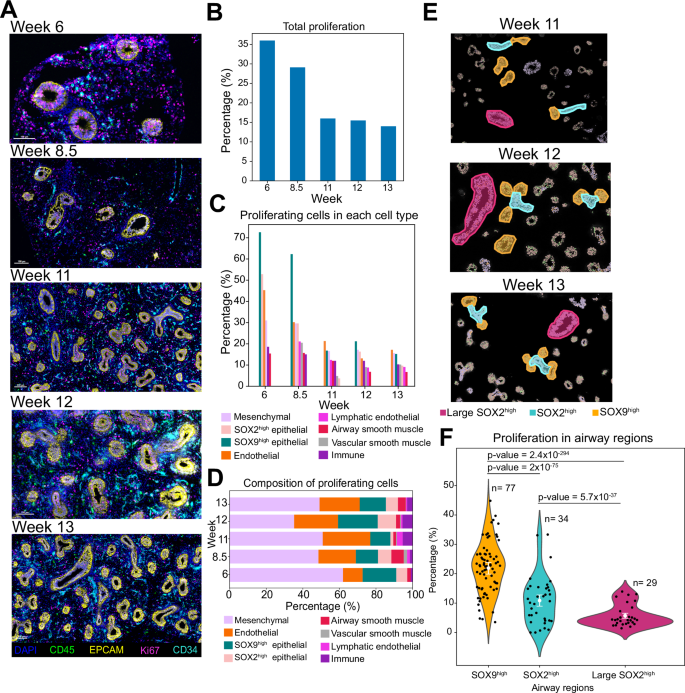 Fig. 5: Cell type specific proliferation patterns in the developing human lung tissue.