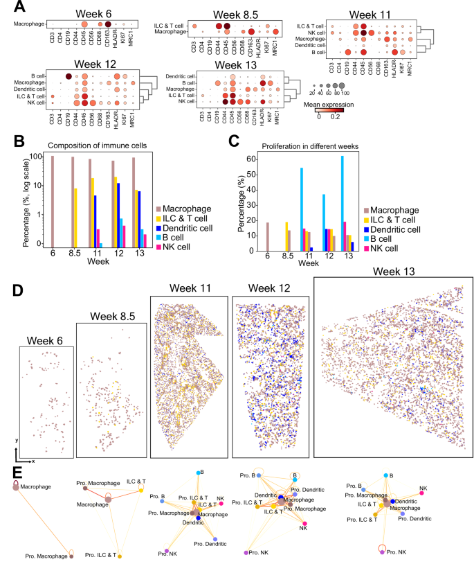 Fig. 6: Immune cell dynamics in developing human lung tissue.