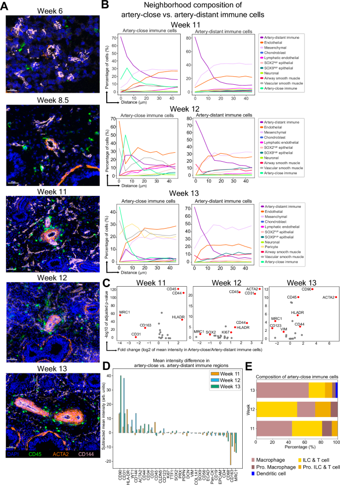 Fig. 7: Immune cells encircling vasculature during later developmental weeks.