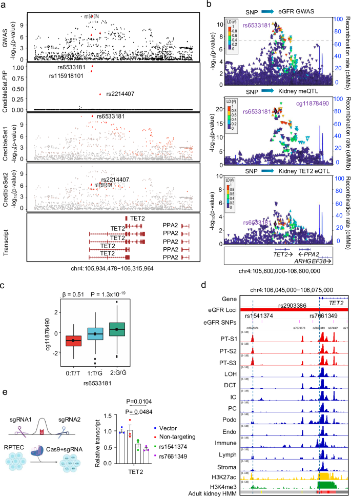 Fig. 1: Identification of TET2 as a kidney disease risk gene.