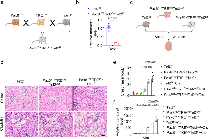 Fig. 3: Tubule-specific Tet2 deficiency exacerbates cisplatin-induced kidney injury.