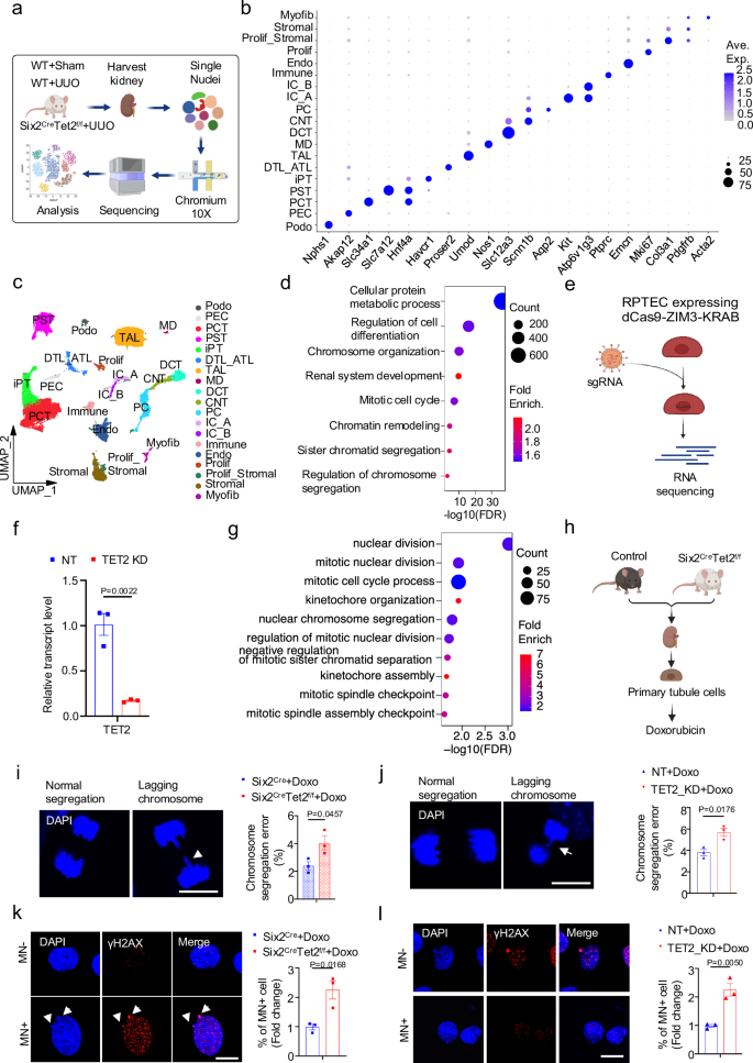 Fig. 4: Tet2 loss was associated with chromosome segregation defect and an increase in cytosolic micronuclei.