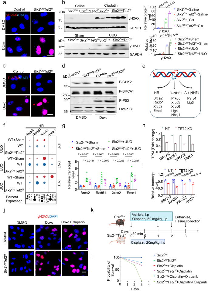 Fig. 5: Tet2 deficiency was associated with impaired DNA repair and accumulation of damaged DNA.