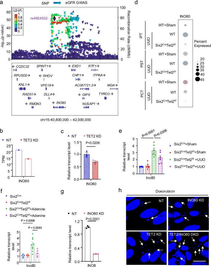 Fig. 6: Ino80 is another kidney disease risk gene associated with impaired DNA damage repair.