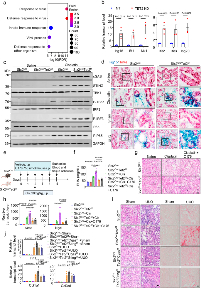 Fig. 7: cGAS and STING mediate the TET2 -loss induced kidney damage.