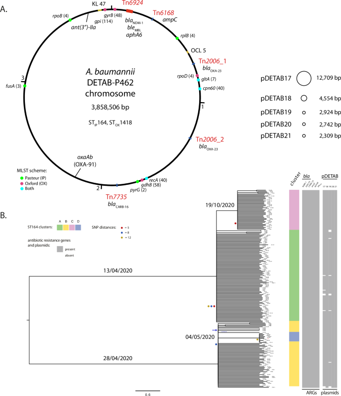 Fig. 3: Genomic characteristics of ST164 A. baumannii.