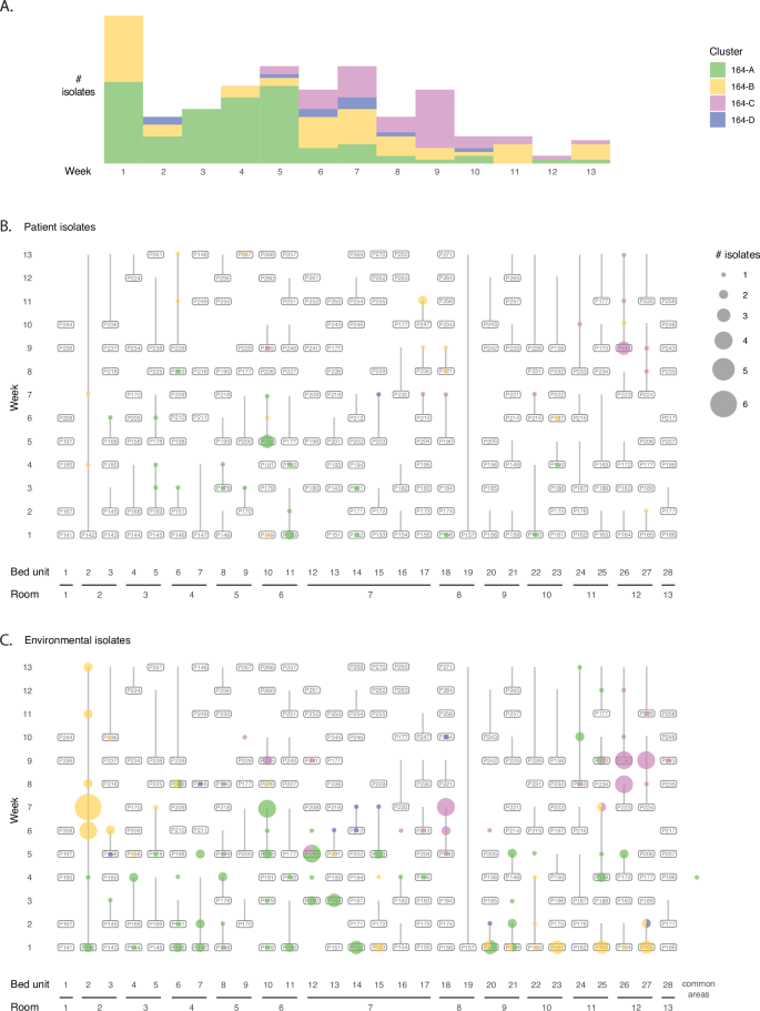 Fig. 4: Distribution of ST164 in this ICU.