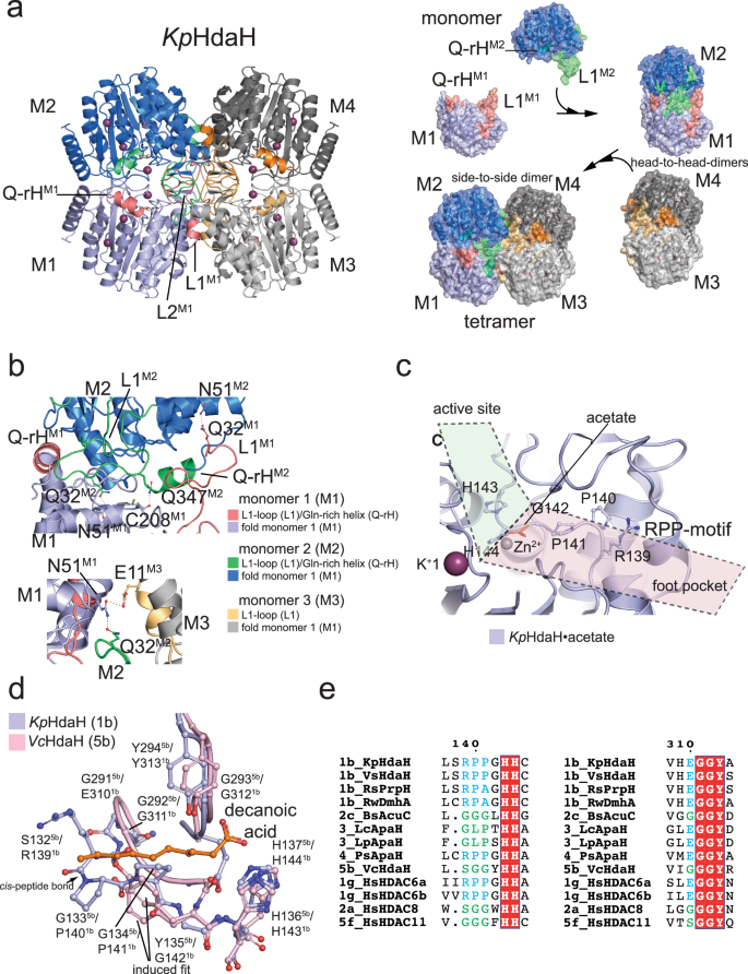 Distribution and diversity of classical deacylases in bacteria | Nature Communications distribution-and-diversity-of-classical-deacylases-in-bacteria-nature-communications