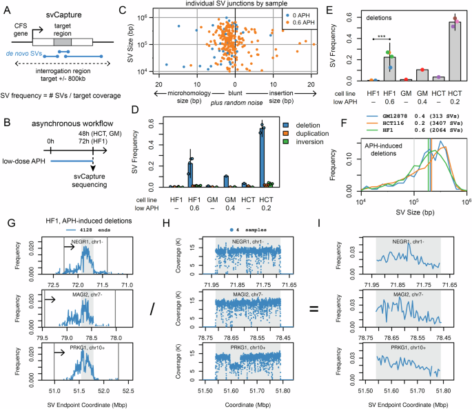 Fig. 1: APH-induced SV junctions arise throughout large CFS genes in asynchronous normal and cancer cell lines.