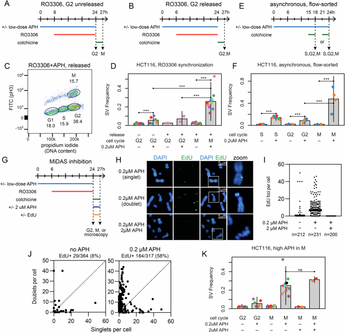 Fig. 2: APH induces SV junction formation during mitosis but independently of MiDAS.