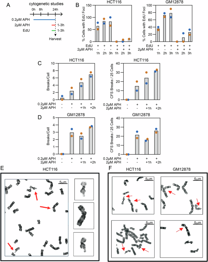 Fig. 3: APH-induced chromosome gaps and breaks and CFS expression do not depend on MiDAS.