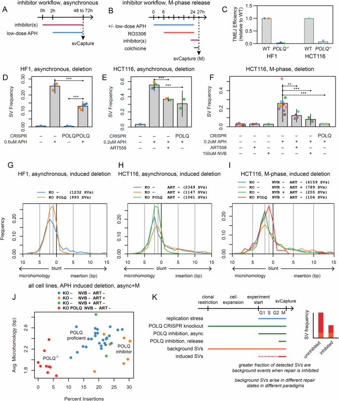 Fig. 5: POLQ inhibition and knockdown reduce SV formation in mitosis.