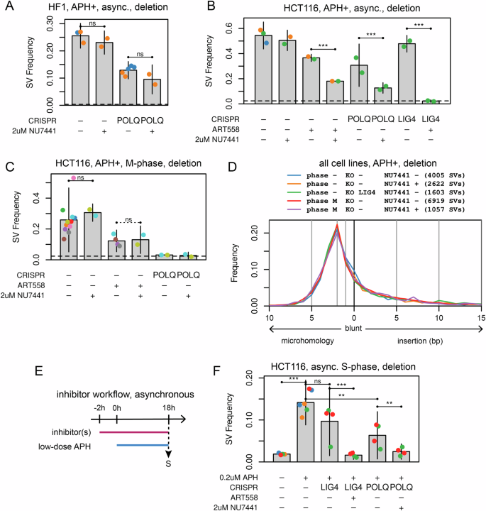 Fig. 6: Cell-cycle dependent interplay between TMEJ and NHEJ in SV formation at CFSs.
