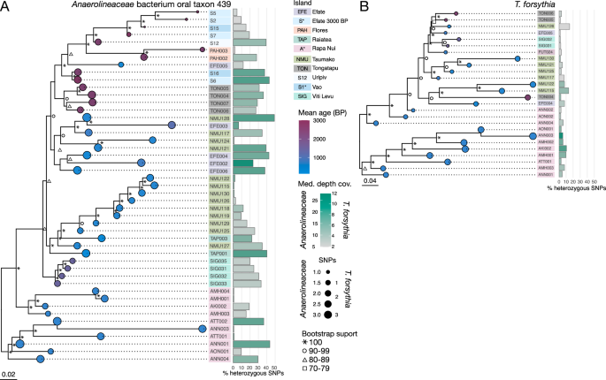 Fig. 5: Phylogenetic trees show that bacterial genomes from the same island resemble each other.