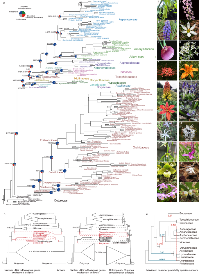 Fig. 1: Tree reconstruction of Asparagales.