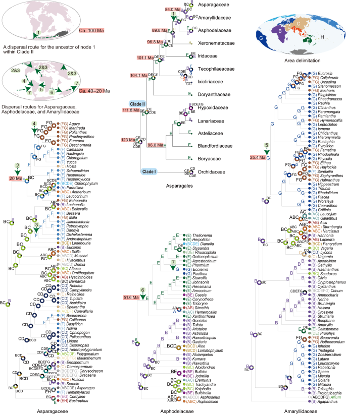 Fig. 2: Biogeography of Asparagales.