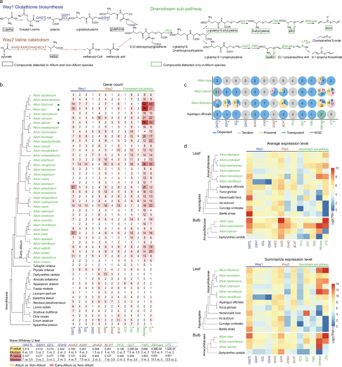 Fig. 4: Copy numbers and expression levels of the genes related to the CSOs biosynthesis.