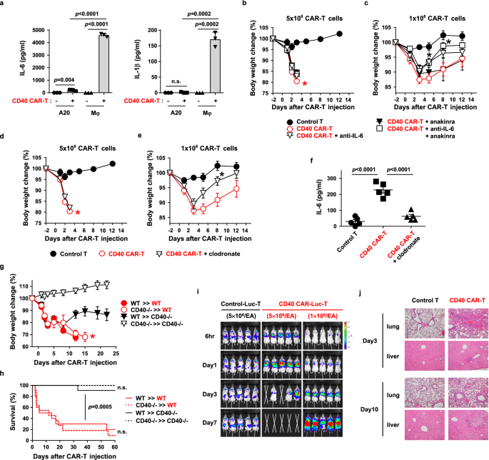 Fig. 2: Both hematopoietic and non-hematopoietic expression of CD40 contribute to on-target off-tumor toxicity.