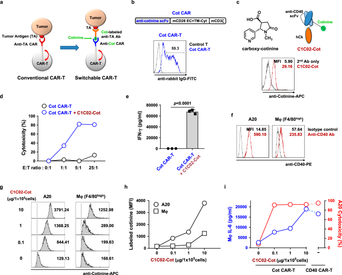 Fig. 3: Cotinine-labeled anti-CD40 scFv can be used as a dose-adjustable adapter for switchable Cot CAR-T cells in vitro.