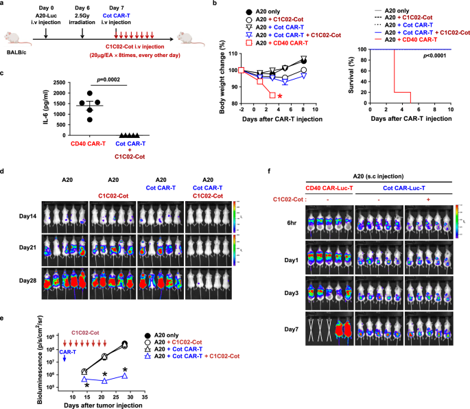 Fig. 4: Anti-mouse CD40 switchable CAR-T cells eliminate lymphoma cells in vivo without overt toxicity.