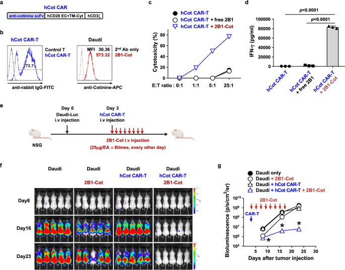 Fig. 5: Anti-tumor efficacy of anti-CD40 switchable CAR-T cells is recapitulated with an anti-human CD40 adapter and human Cot CAR-T cells in vivo.