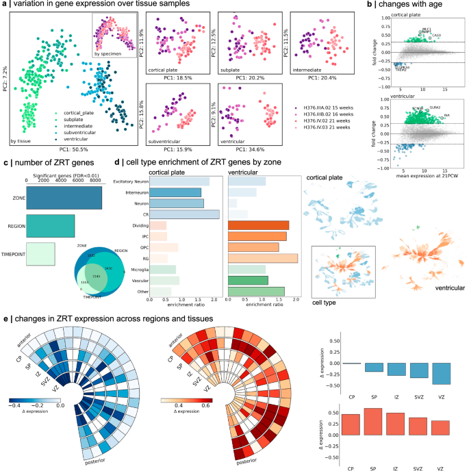 Fig. 2: Regional gene expression in the mid-gestation foetal brain.