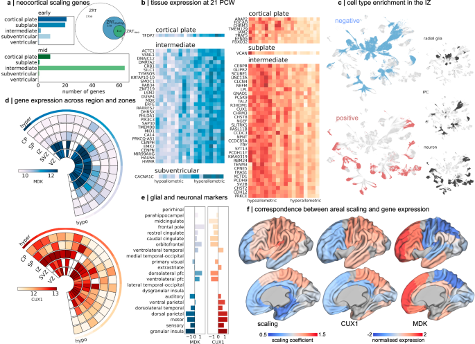 Fig. 4: Preferential neocortical expansion is associated with differential timing of neurogenesis and gliogenesis.