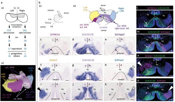 Fig. 1: Developing catshark habenulae harbor major asymmetries both in lateral and medial compartments.