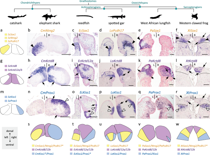 Fig. 2: Asymmetries related to those observed in catshark lateral habenulae are present in a lungfish and a polypterid, but undetectable in members of tetrapods and neopterygians.