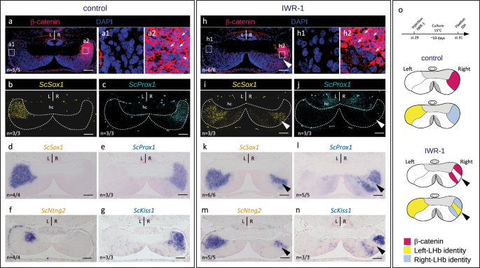 Fig. 4: Inhibition of Wnt signaling converts lateral right into lateral left neuronal identities in developing catshark habenulae.