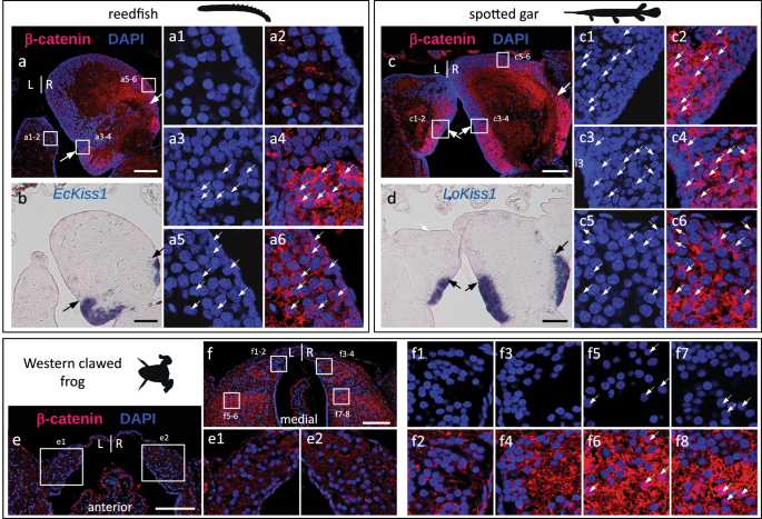 Fig. 7: Evolution of nuclear β-catenin asymmetry patterns in the habenulae of jawed vertebrates.