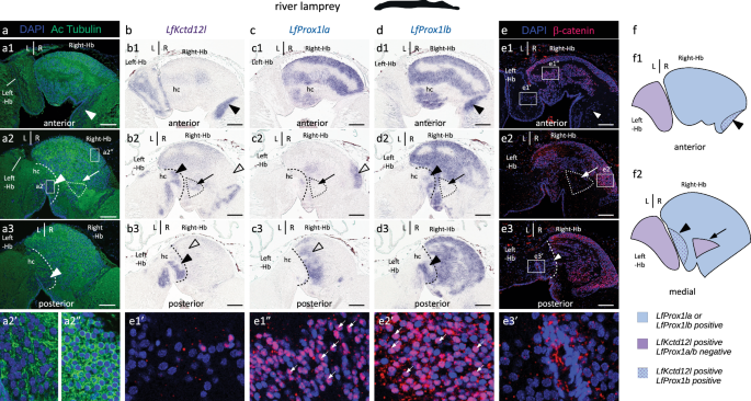 Fig. 8: Expressions of Prox1 paralogues and nuclear distribution of β-catenin are right-restricted in the habenulae of the river lamprey.