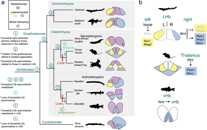 Fig. 9: Evolution of habenular asymmetries in jawed vertebrates.