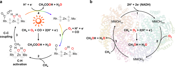 Fig. 1: Schematic illustration of catalytic process for CH4 conversion over the RhZn-MoS2/TiO2 and MMO catalyst.
