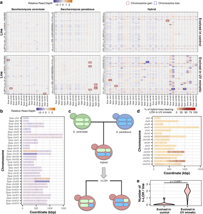 Fig. 2: Genomic changes accumulating during experimental evolution in parents and hybrids.