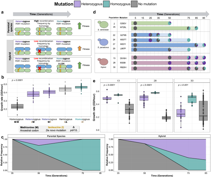 Fig. 4: PDR1 mutations show additive phenotypes such that allele copy number correlates with gains in growth.