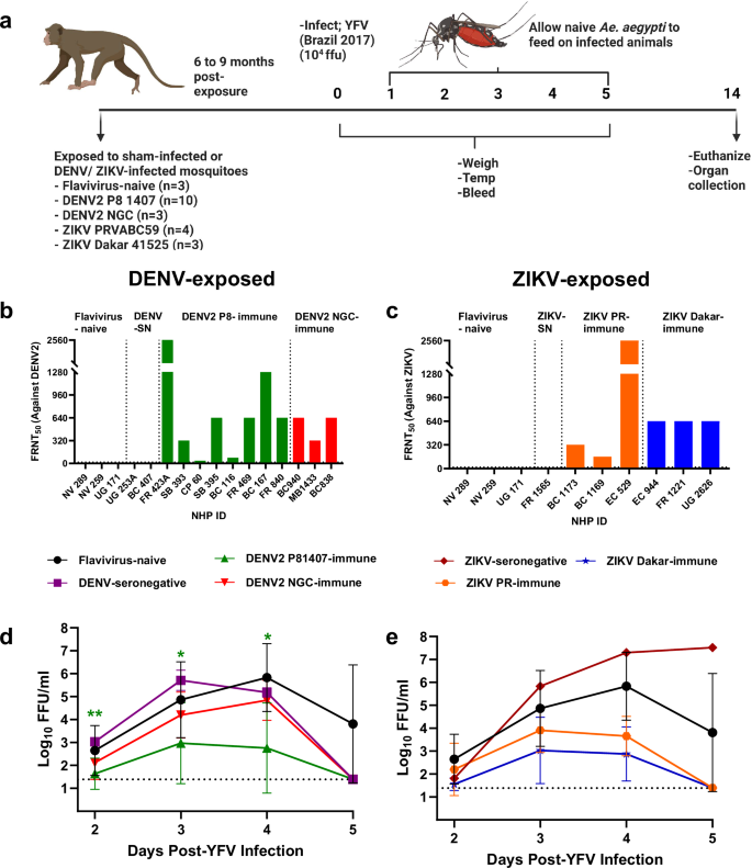 Fig. 1: DENV-2 and ZIKV-immune NHPs have modulated YFV viremia.