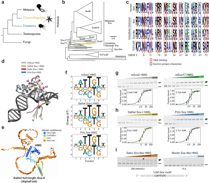 Fig. 1: Unicellular relatives of animals encode Sox transcription factors.