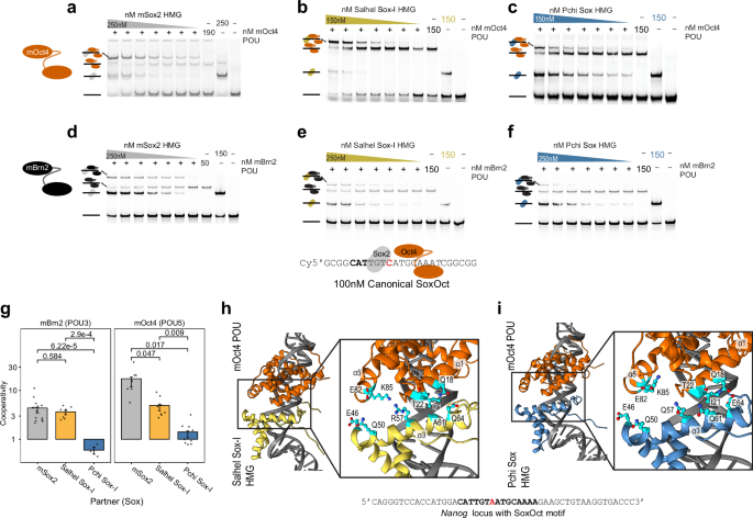 Fig. 3: Choanoflagellate Sox can partner with Oct4 (POU5) and Brn2 (POU3) on DNA elements found in mammalian pluripotency enhancers.