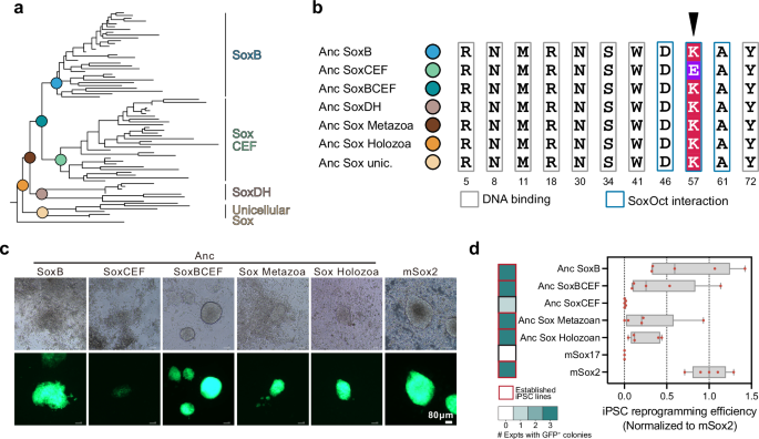 Fig. 4: Ancestral holozoan and animal Sox factors can induce pluripotency in mice.
