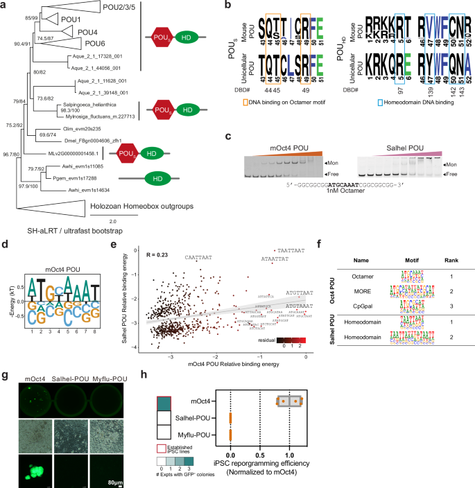 Fig. 5: Salhel POU cannot induce pluripotency and is unable to bind octamer DNA.