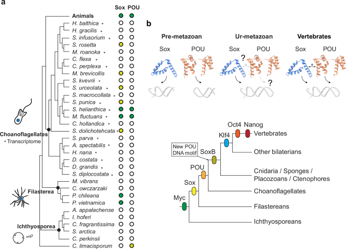 Fig. 6: Schematic evolutionary distribution of holozoan pluripotency regulators.